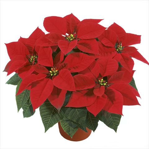 Photo de variété de fleurs à utiliser comme: Pot Poinsettia - Euphorbia pulcherrima RED FOX Earlyglory Red