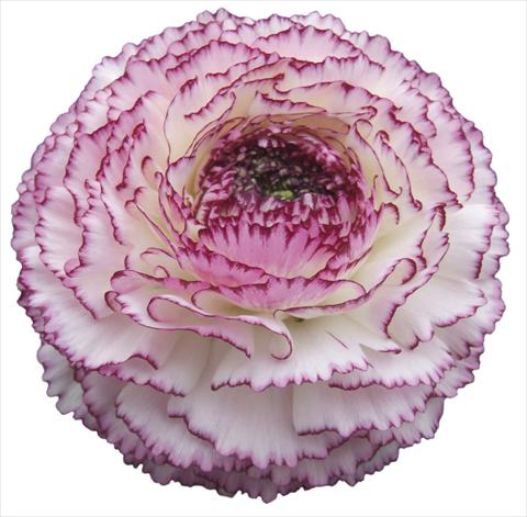 Photo de variété de fleurs à utiliser comme: Pot et Plante à massif Ranunculus asiaticus Elegance® Bianco Striato
