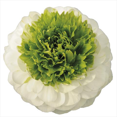 Photo de variété de fleurs à utiliser comme: Pot et Plante à massif Ranunculus asiaticus Elegance® Festival® Bianco centro verde