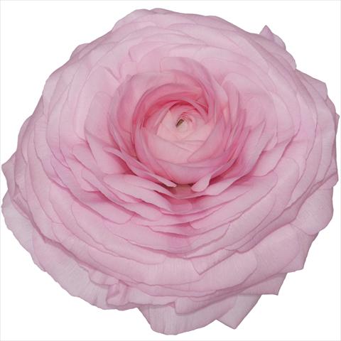 Photo de variété de fleurs à utiliser comme: Pot et Plante à massif Ranunculus asiaticus Elegance® Rosa 02-89