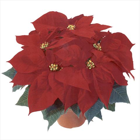 Photo de variété de fleurs à utiliser comme: Pot Poinsettia - Euphorbia pulcherrima RED FOX Premium Red