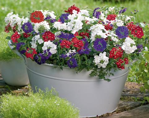 Photo de variété de fleurs à utiliser comme: Pot, patio, Suspension 3 Combo Trixi® Belle Epoque
