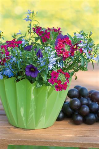 Photo de variété de fleurs à utiliser comme: Pot, patio, Suspension 3 Combo Trixi® Berry Fields