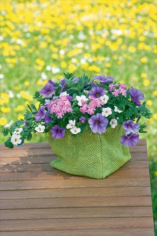 Photo de variété de fleurs à utiliser comme: Pot, patio, Suspension 3 Combo Trixi® Blueberry Parfait