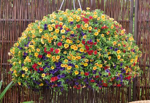 Photo de variété de fleurs à utiliser comme: Pot, patio, Suspension 3 Combo Trixi® Bubblegum