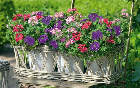 Photo de variété de fleurs à utiliser comme: Pot, patio, Suspension 3 Combo Trixi® Dolce Vita