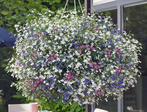 Photo de variété de fleurs à utiliser comme: Pot, patio, Suspension 3 Combo Trixi® Fashion