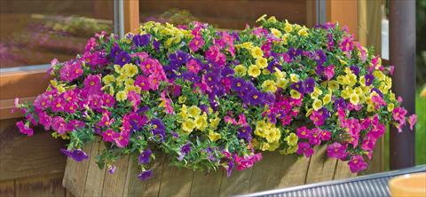 Photo de variété de fleurs à utiliser comme: Pot, patio, Suspension 3 Combo Trixi® Lollipop