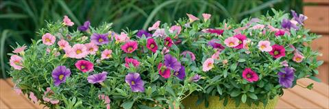 Photo de variété de fleurs à utiliser comme: Pot, patio, Suspension 3 Combo Trixi® Pastel
