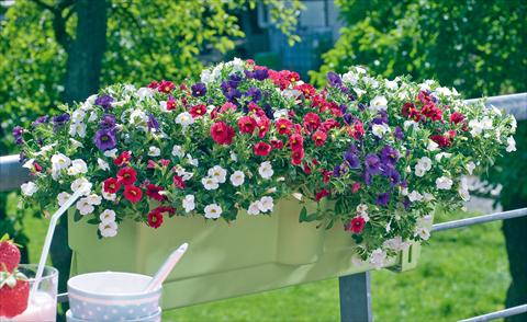 Photo de variété de fleurs à utiliser comme: Pot, patio, Suspension 3 Combo Trixi® Tricolore