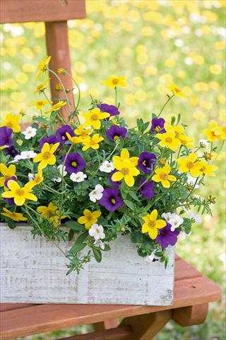 Photo de variété de fleurs à utiliser comme: Pot, patio, Suspension 3 Combo Trixi® Twinkle Star