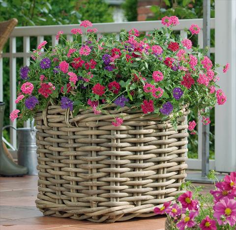 Photo de variété de fleurs à utiliser comme: Pot, patio, Suspension 3 Combo Trixi® Wild Berries