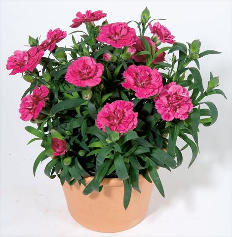 Photo de variété de fleurs à utiliser comme: Pot et Plante à massif Dianthus caryophyllus Oscar™