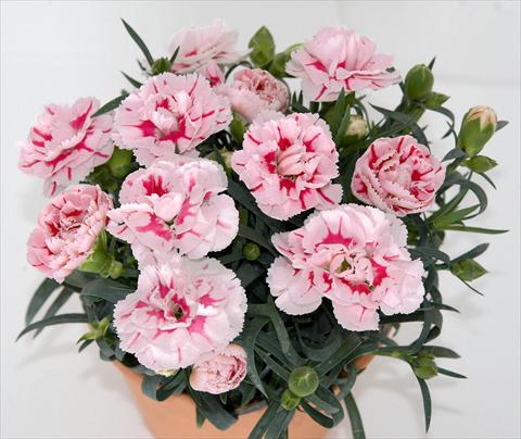 Photo de variété de fleurs à utiliser comme: Pot et Plante à massif Dianthus caryophyllus SuperTrouper® Romy