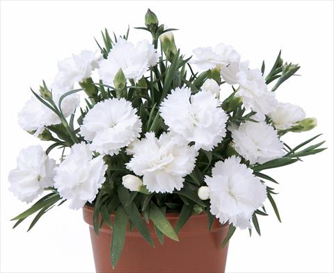 Photo de variété de fleurs à utiliser comme: Pot et Plante à massif Dianthus caryophyllus SuperTrouper® Witta