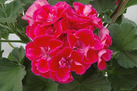 Photo de variété de fleurs à utiliser comme: Pot Pelargonium zonale Moonlight® Corali