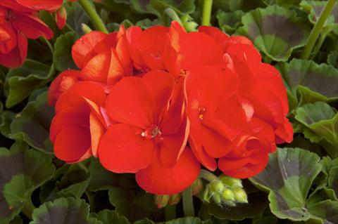 Photo de variété de fleurs à utiliser comme: Pot Pelargonium zonale Sunrise® Fernando