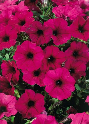 Photo de variété de fleurs à utiliser comme: Pot, patio, Suspension Petunia CompactFamous™ Electric Purple