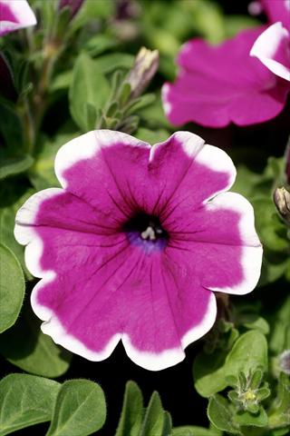 Photo de variété de fleurs à utiliser comme: Pot, patio, Suspension Petunia Famous™ Lilac Picotee