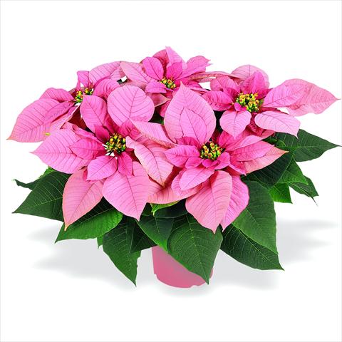 Photo de variété de fleurs à utiliser comme: Pot Poinsettia - Euphorbia pulcherrima RED FOX Premium Lipstick Pink