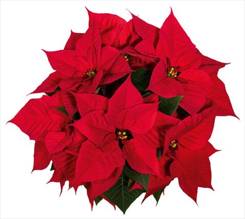 Photo de variété de fleurs à utiliser comme: Pot Poinsettia - Euphorbia pulcherrima Christmas Eve