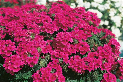 Photo de variété de fleurs à utiliser comme: Pot, patio, Suspension Verbena Compact Lascar® Hot Rose