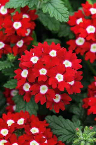 Photo de variété de fleurs à utiliser comme: Pot, patio, Suspension Verbena Fuego® Red with Eye