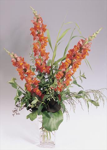 Photo de variété de fleurs à utiliser comme: Pot et Plante à massif Antirrhinum majus Animation Deep Orange