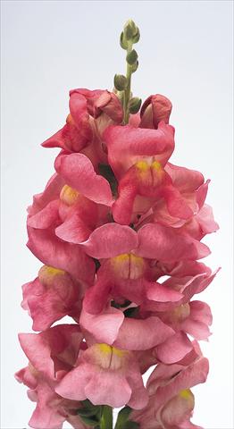 Photo de variété de fleurs à utiliser comme: Pot et Plante à massif Antirrhinum majus Animation Rose