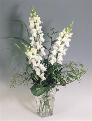 Photo de variété de fleurs à utiliser comme: Pot et Plante à massif Antirrhinum majus Animation White