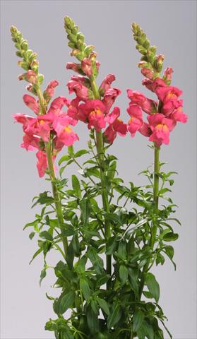 Photo de variété de fleurs à utiliser comme: Pot et Plante à massif Antirrhinum majus Costa Deep Rose