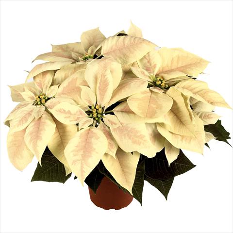 Photo de variété de fleurs à utiliser comme: Pot Poinsettia - Euphorbia pulcherrima RED FOX Premium Marble
