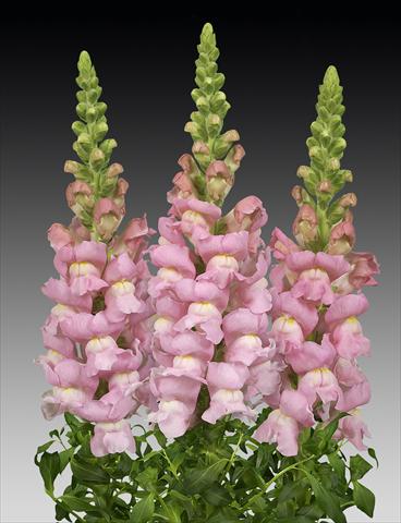 Photo de variété de fleurs à utiliser comme: Pot et Plante à massif Antirrhinum majus Costa Light Rose