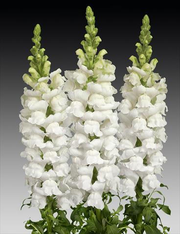 Photo de variété de fleurs à utiliser comme: Pot et Plante à massif Antirrhinum majus Costa Midly White