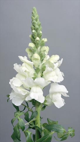 Photo de variété de fleurs à utiliser comme: Pot et Plante à massif Antirrhinum majus Costa White