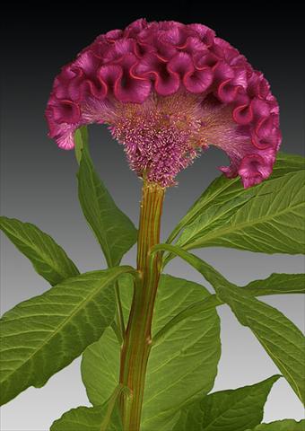 Photo de variété de fleurs à utiliser comme: Pot et Plante à massif Celosia argentea cristata Act Dara