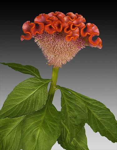 Photo de variété de fleurs à utiliser comme: Pot et Plante à massif Celosia argentea cristata Act Orla