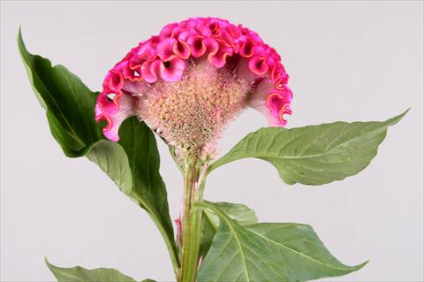 Photo de variété de fleurs à utiliser comme: Pot et Plante à massif Celosia argentea cristata Act Rima