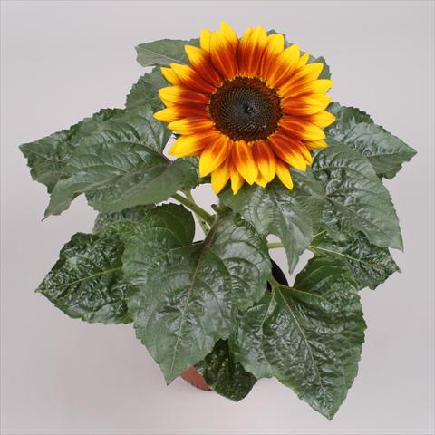 Photo de variété de fleurs à utiliser comme: Pot et Plante à massif Helianthus annuus Sunsation Flame Exp