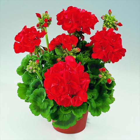Photo de variété de fleurs à utiliser comme: Pot Pelargonium zonale RED FOX Green Series Aida