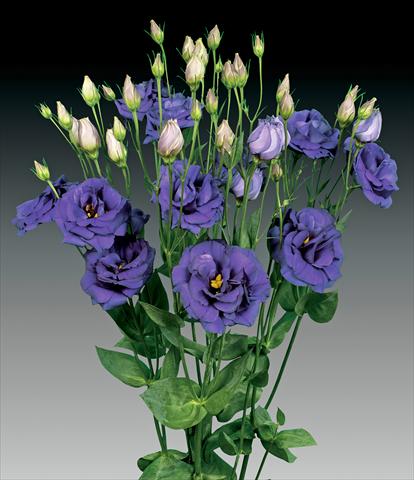 Photo de variété de fleurs à utiliser comme: Fleur coupée Lisianthus (Eustoma rusellianum) Cessna Blue