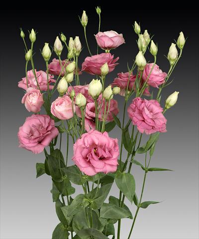 Photo de variété de fleurs à utiliser comme: Fleur coupée Lisianthus (Eustoma rusellianum) Cessna Rose