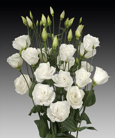 Photo de variété de fleurs à utiliser comme: Fleur coupée Lisianthus (Eustoma rusellianum) Cessna White Improved