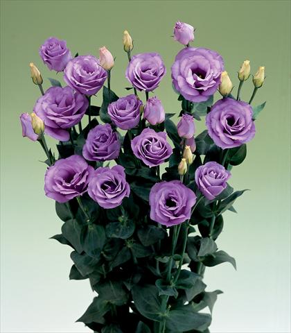 Photo de variété de fleurs à utiliser comme: Fleur coupée Lisianthus (Eustoma rusellianum) Croma Lavender