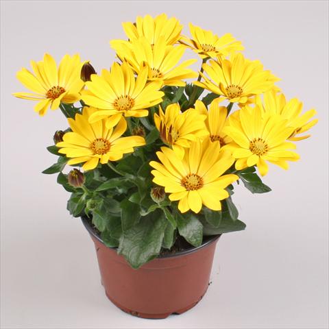 Photo de variété de fleurs à utiliser comme: Pot et Plante à massif Osteospermum Cape Daisy® Yellow Halo