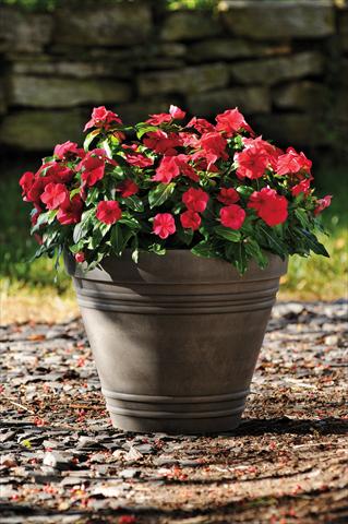 Photo de variété de fleurs à utiliser comme: Pot et Plante à massif Catharanthus roseus - Vinca Titan F1 Red Dark