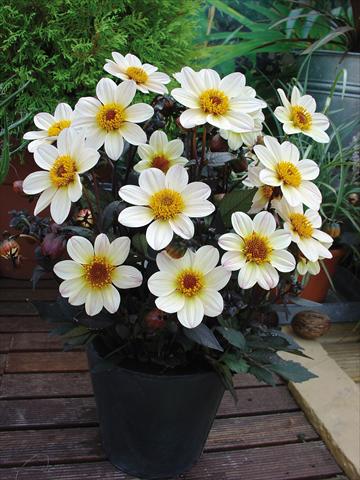 Photo de variété de fleurs à utiliser comme: Pot et Plante à massif Dahlia Happy Days Cream