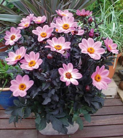 Photo de variété de fleurs à utiliser comme: Pot et Plante à massif Dahlia Happy Days Pink