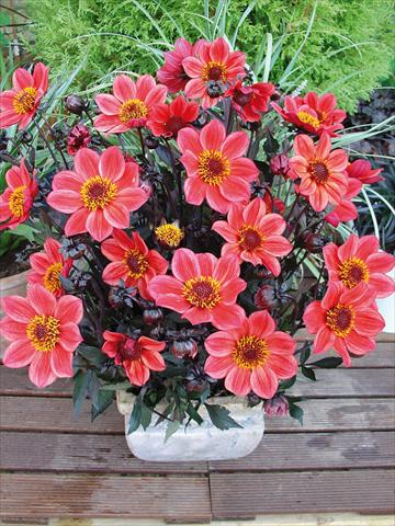 Photo de variété de fleurs à utiliser comme: Pot et Plante à massif Dahlia Happy Days Red