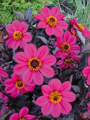 Photo de variété de fleurs à utiliser comme: Pot et Plante à massif Dahlia Happy Days Rose